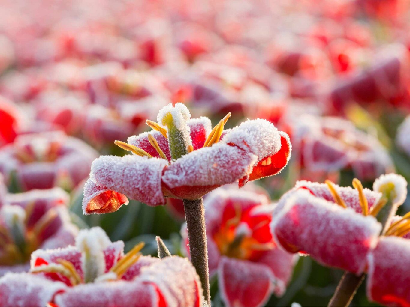 Eisheilige Wie du deine Pflanzen vor dem späten Frost schützen kannst